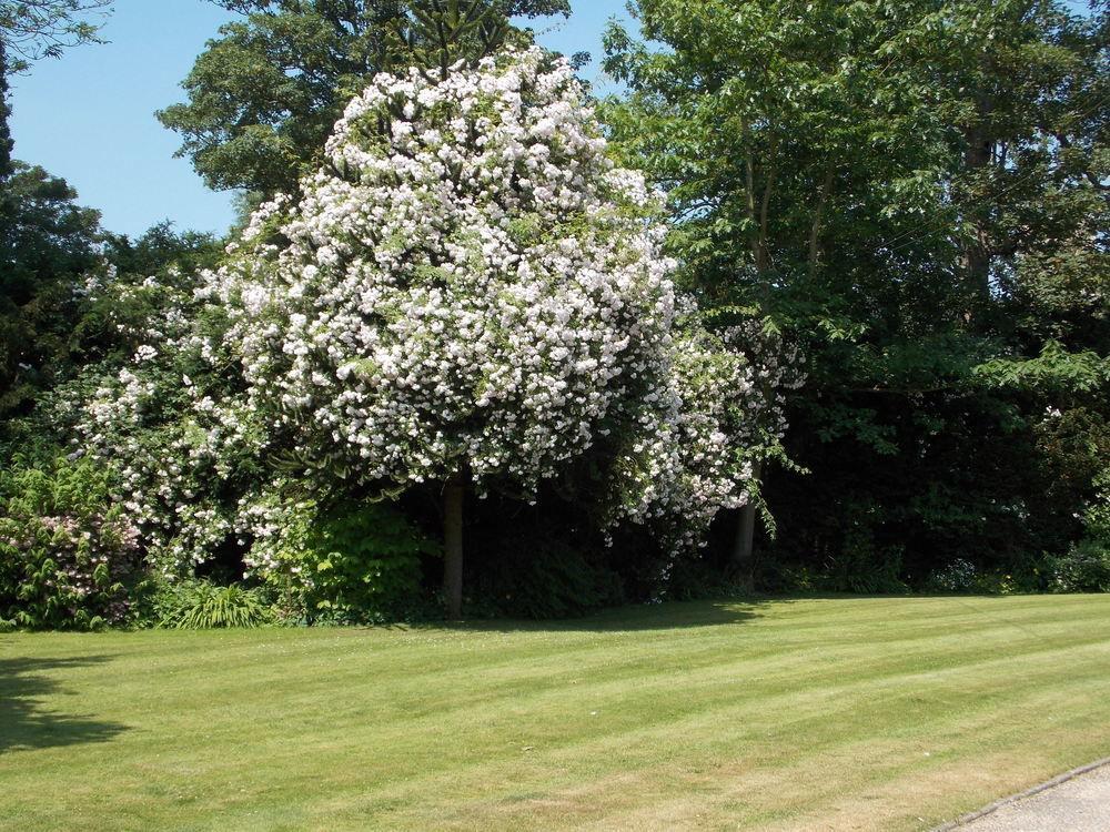 Pensjonat Rectory Manor Lavenham Zewnętrze zdjęcie